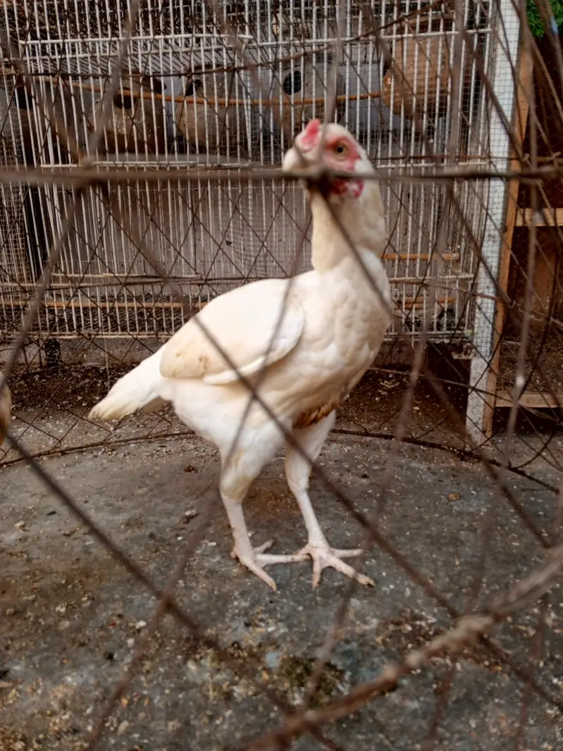 Heera Trio & Golden Buff Female — photo 8