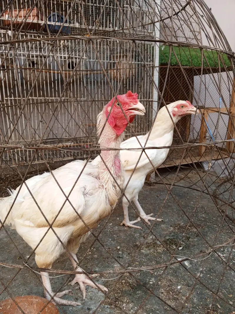 Heera Trio & Golden Buff Female — photo 9