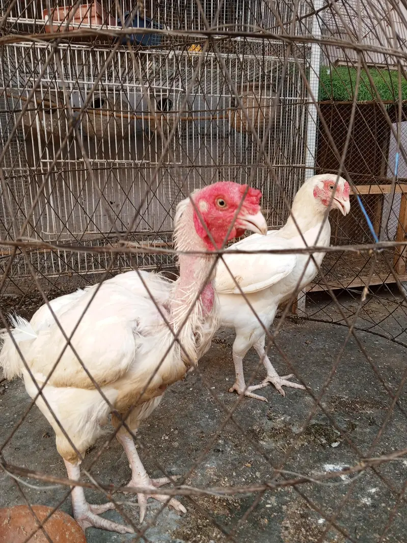 Heera Trio & Golden Buff Female — photo 10