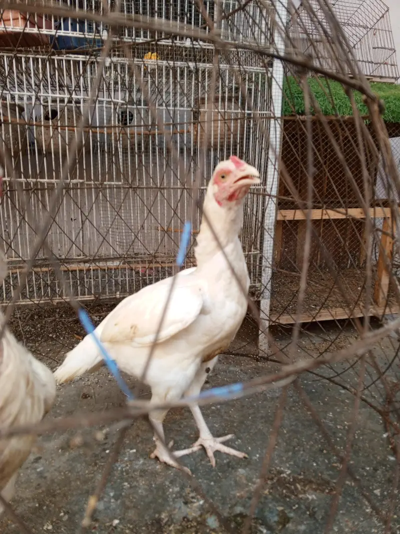 Heera Trio & Golden Buff Female — photo 11