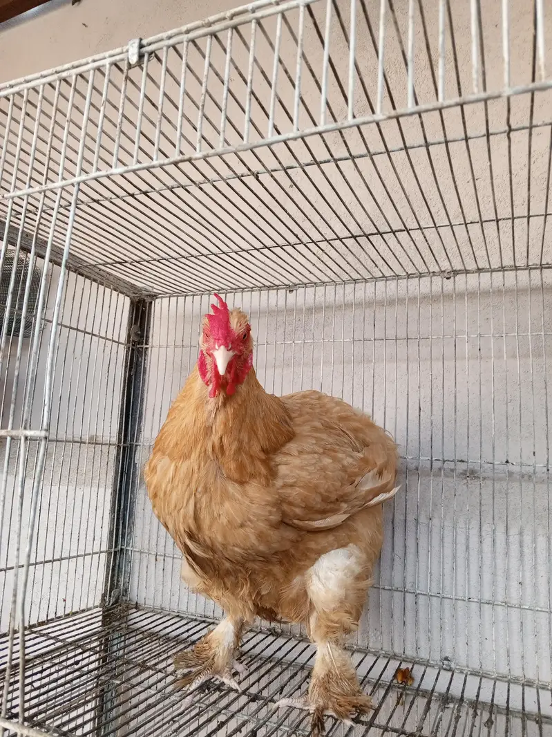 Heera Trio & Golden Buff Female — photo 12