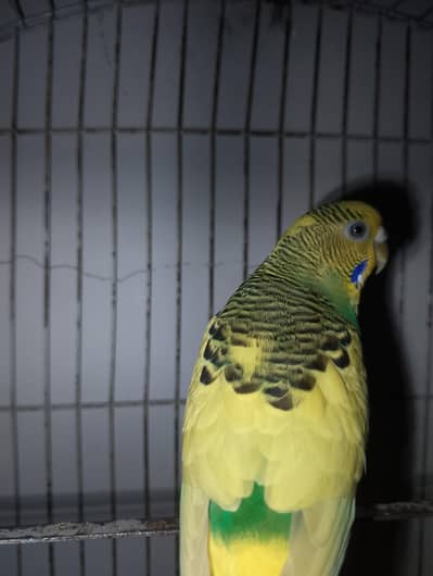 I want to sell my parrot with cage My WhatsApp number 03315155676