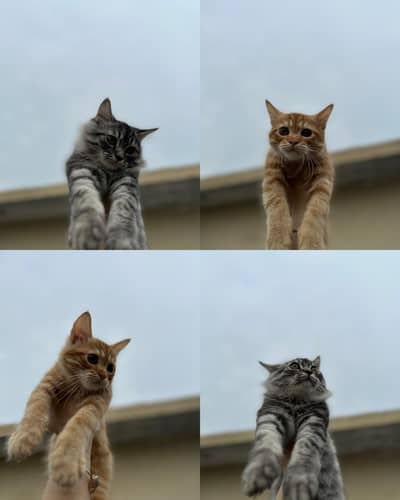 Persian x Siberian Mix Pair Kittens for Sale