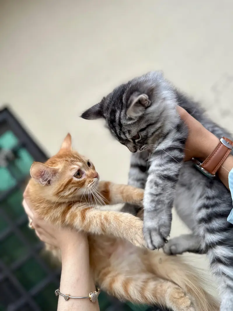 Persian x Siberian Mix Pair Kittens for Sale — photo 2