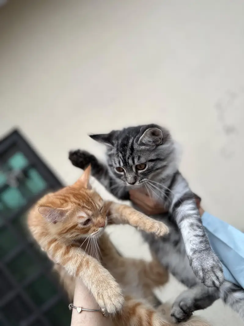 Persian x Siberian Mix Pair Kittens for Sale — photo 3