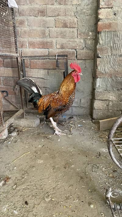 Hens for sale