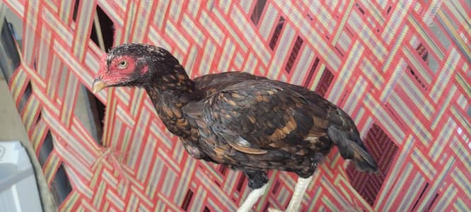 pure mianwali aseel. madia availabe anda da rhi ha