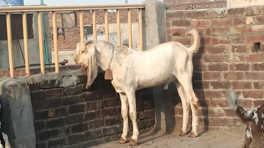 PURI MAKHI CHENA BETAL BREEDER BACHA KHERA