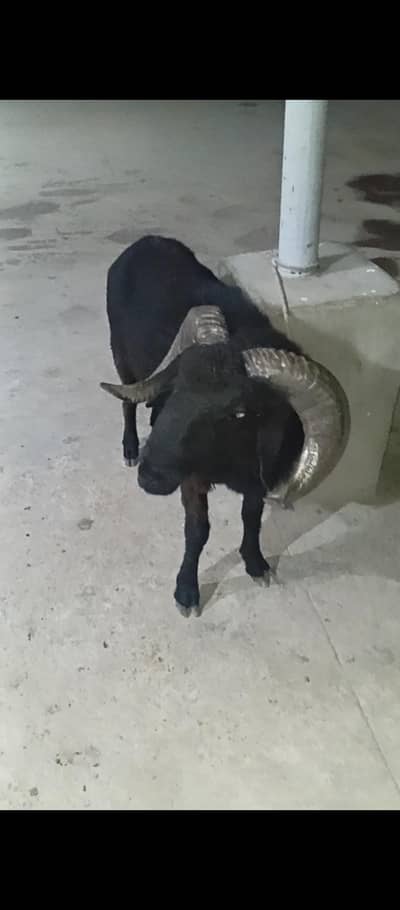 longtail sheep dumba