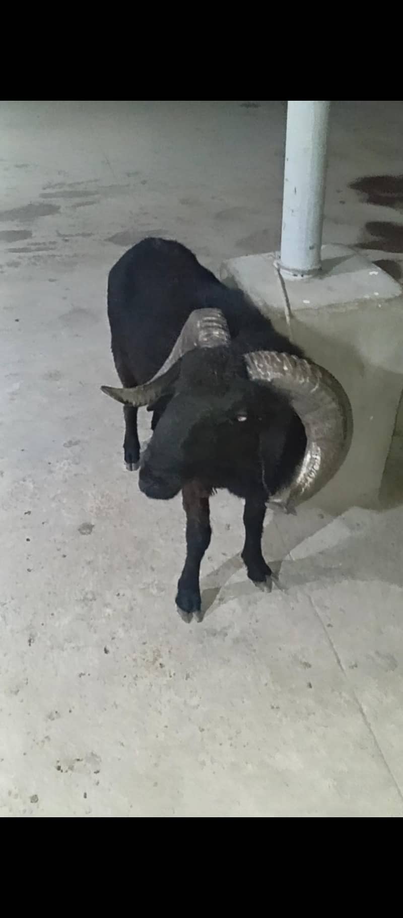 longtail sheep dumba 0