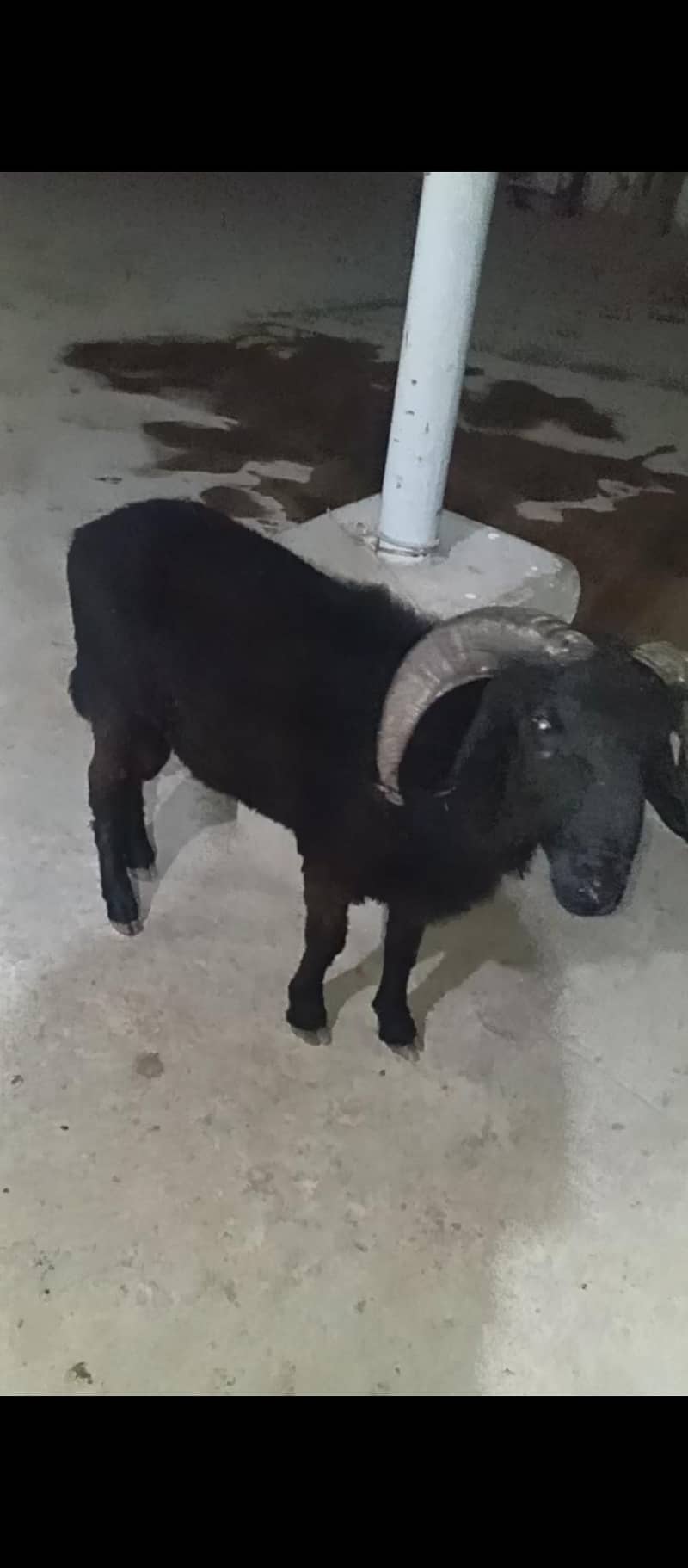 longtail sheep dumba 1