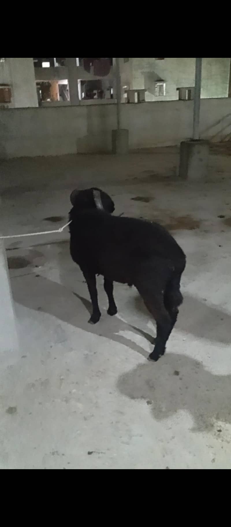 longtail sheep dumba 2