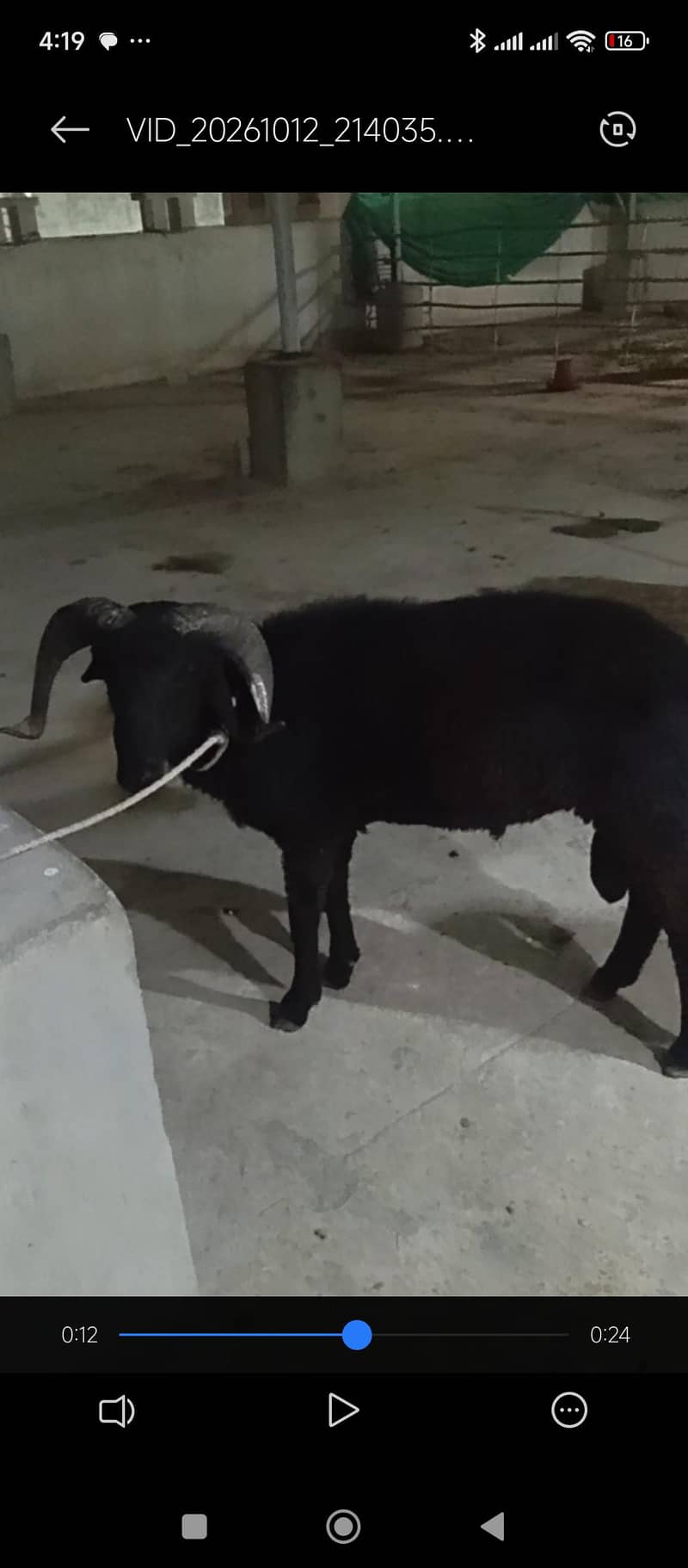 longtail sheep dumba 3