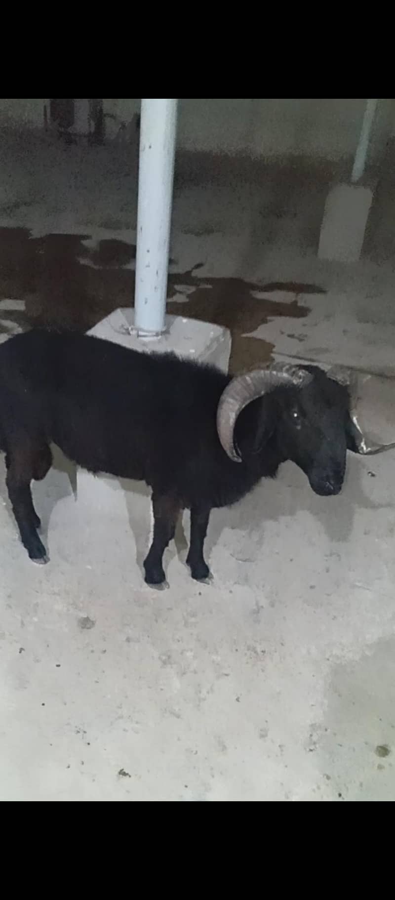 longtail sheep dumba 4