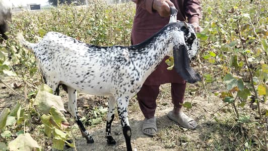 Black beautiful female goat