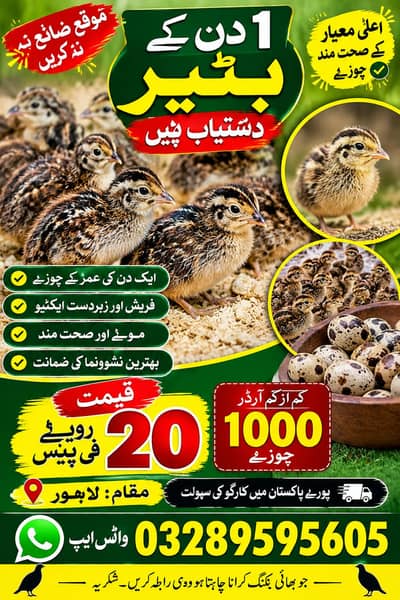 Batair/ batair chicks / batair chuzy / quality bater