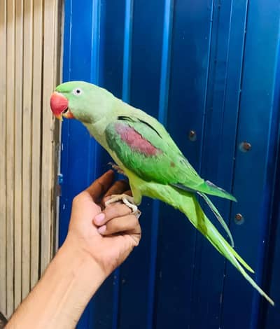raw parrot female