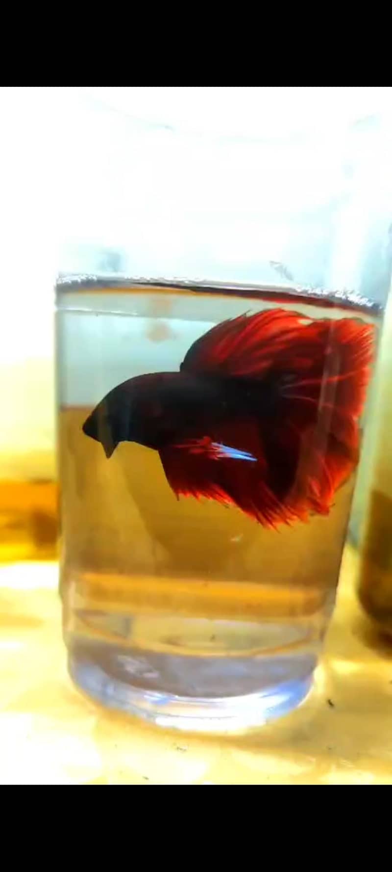 Red Dragon beta 0
