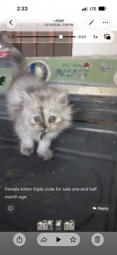 Cat for sale