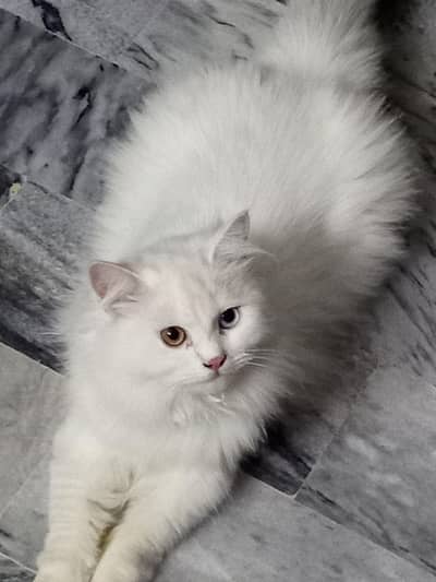 PERSIAN CAT