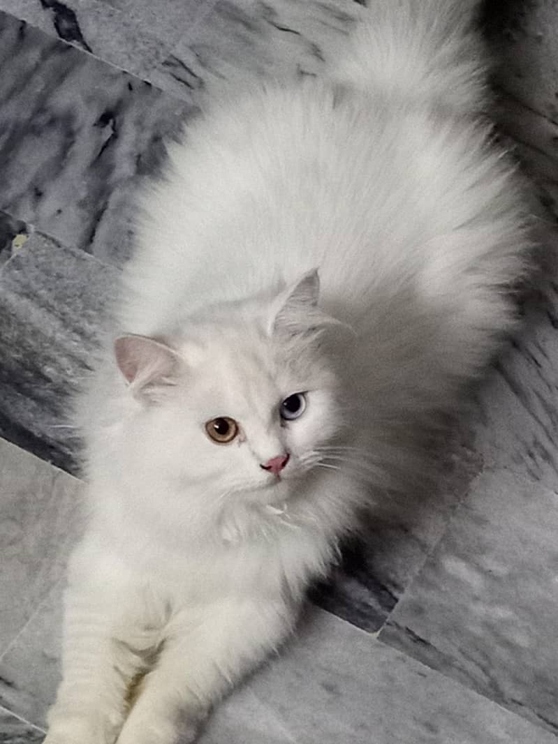PERSIAN CAT 0