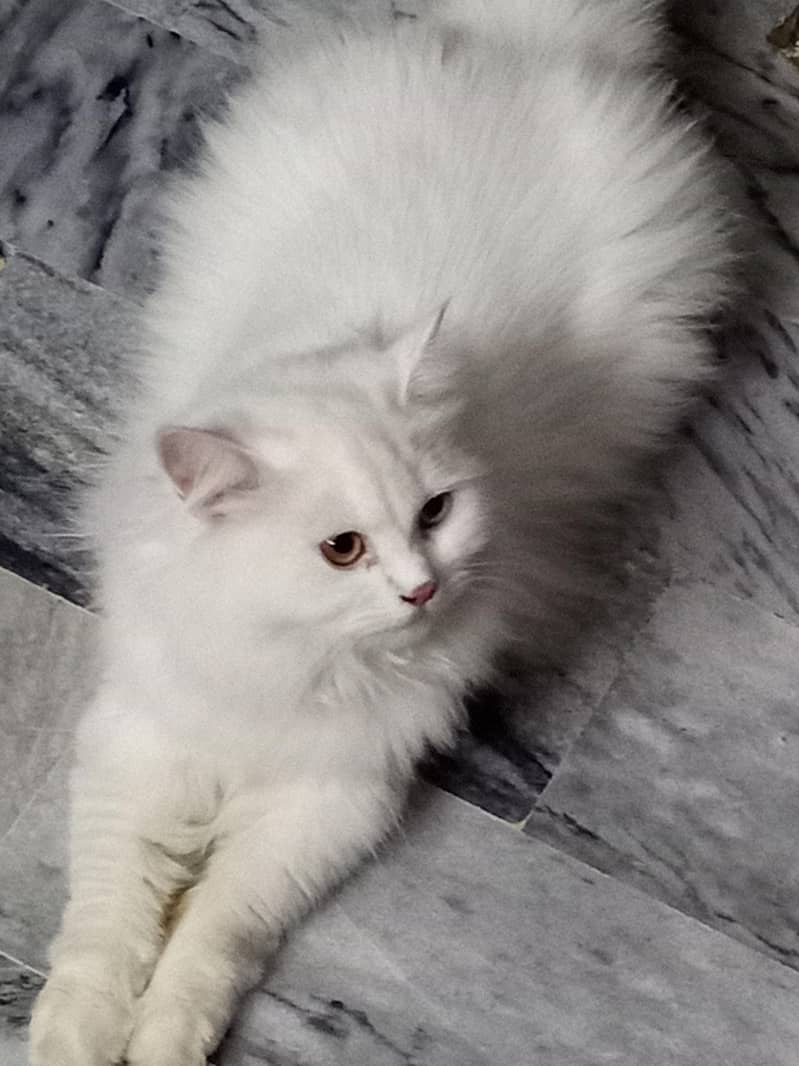 PERSIAN CAT 1