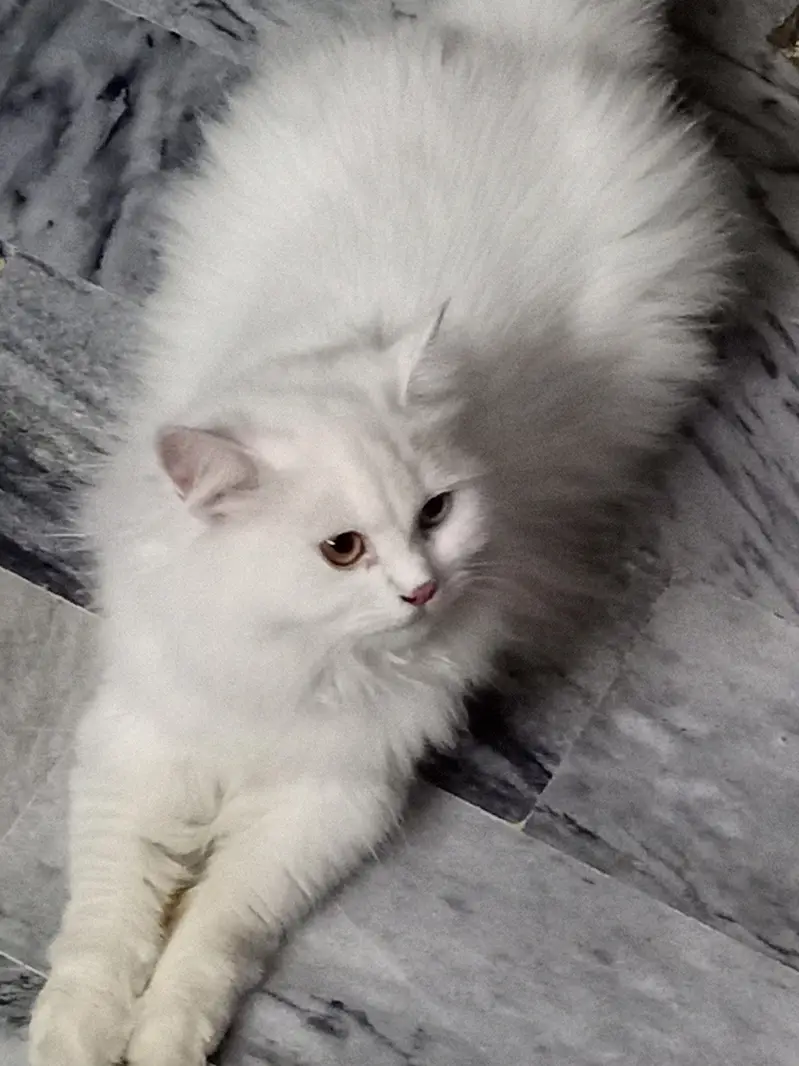 PERSIAN CAT — photo 2