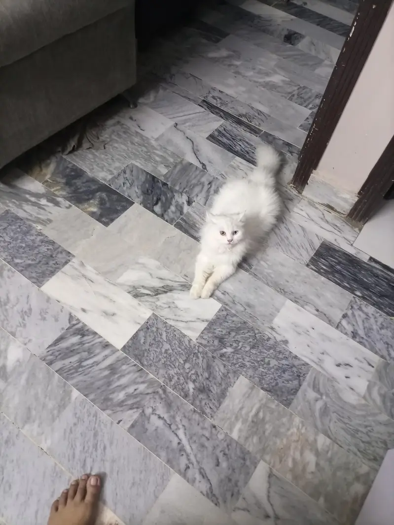 PERSIAN CAT — photo 3