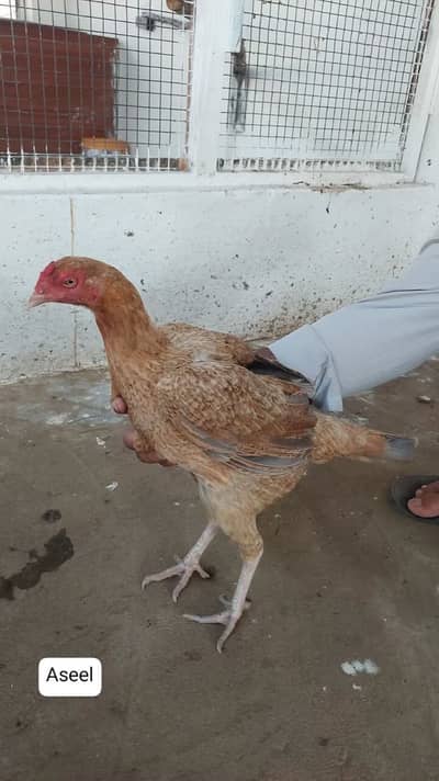 Hens and roosters Home Breed