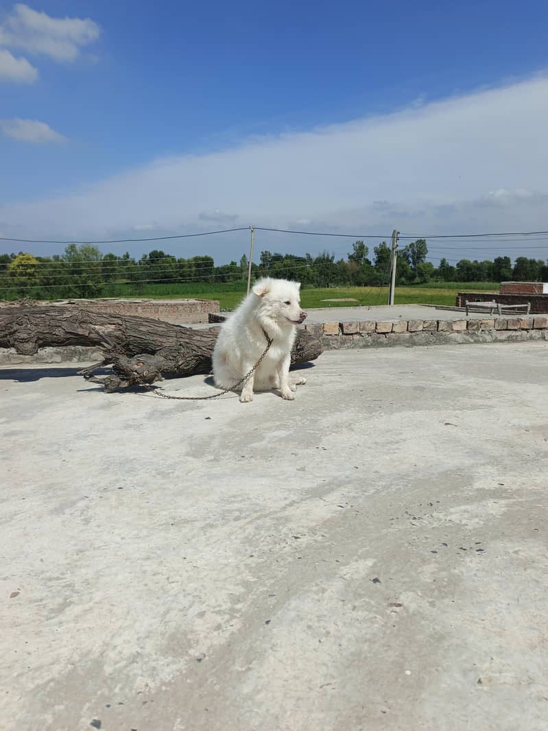 Russian dog 1