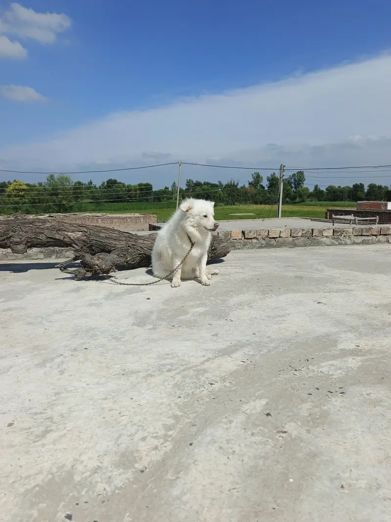 Russian dog — photo 2