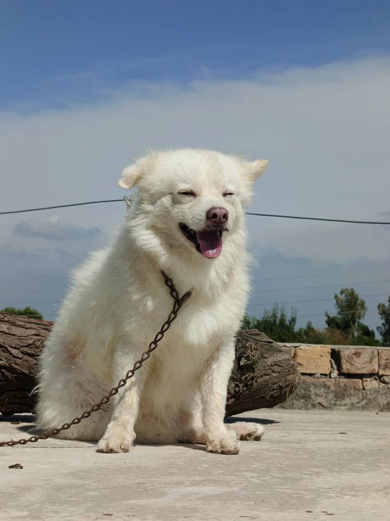 Russian dog 2