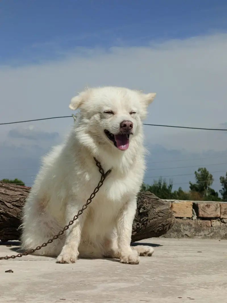 Russian dog — photo 3