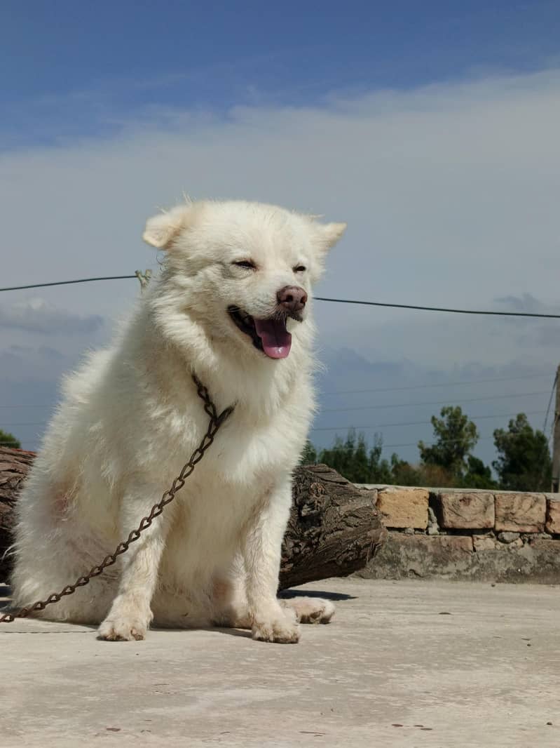 Russian dog 3