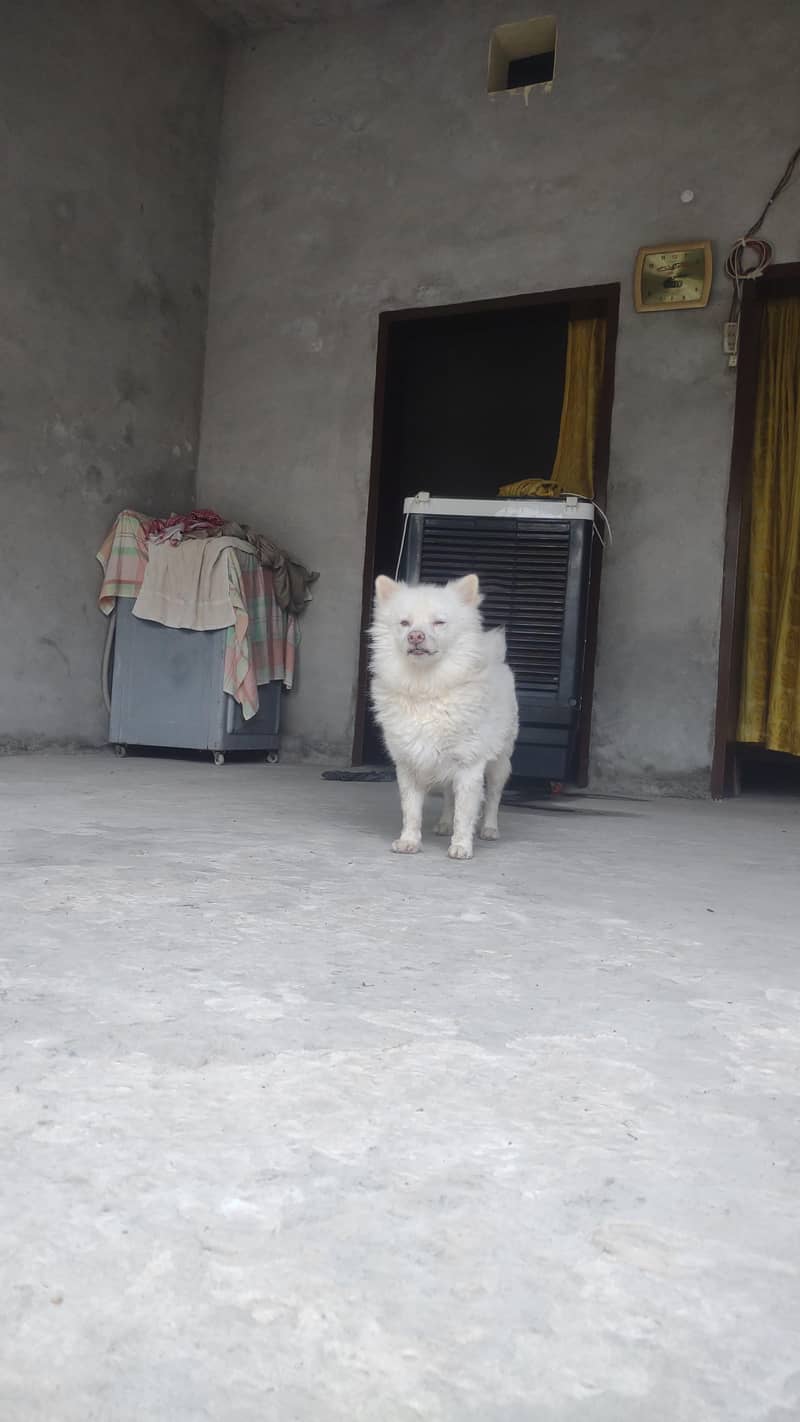 Russian dog 4