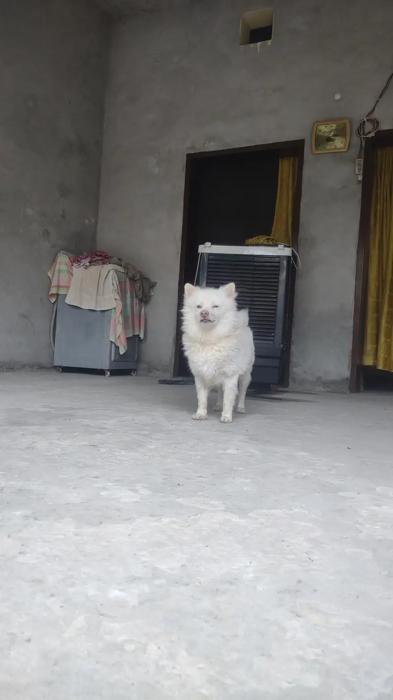 Russian dog — photo 5