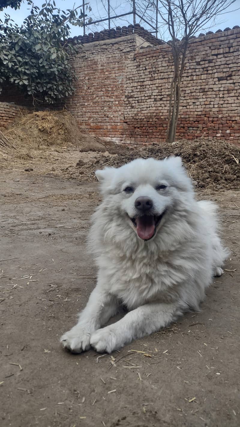 Russian dog 5