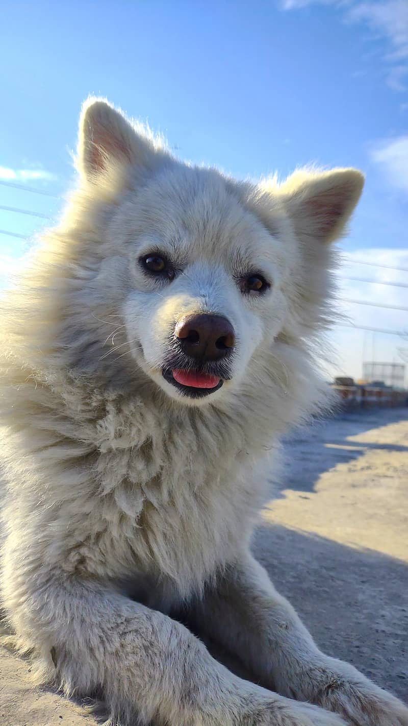 Russian dog 6