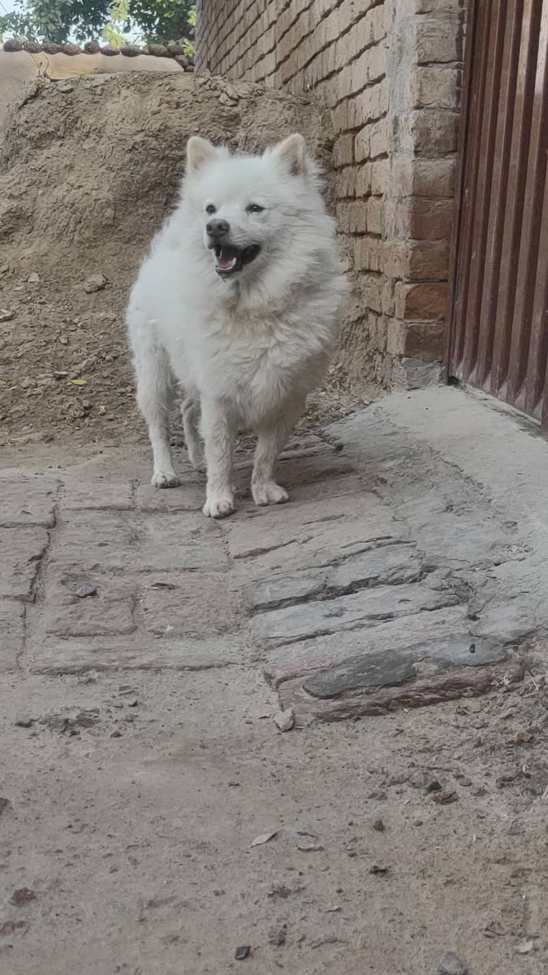 Russian dog 7