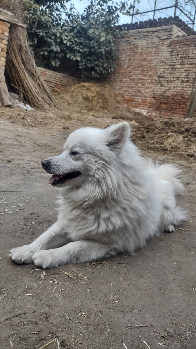 Russian dog 8