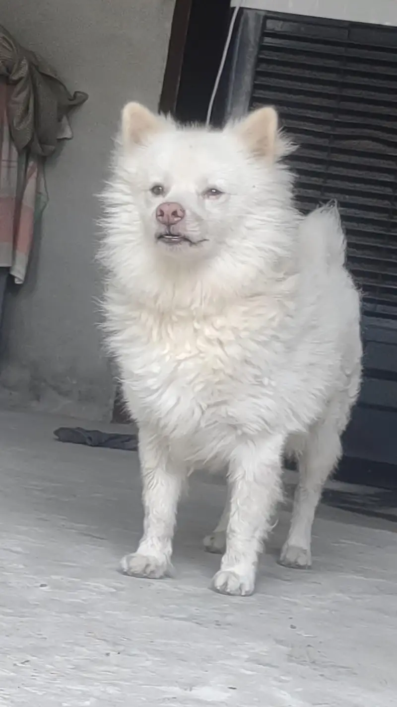Russian dog — photo 10