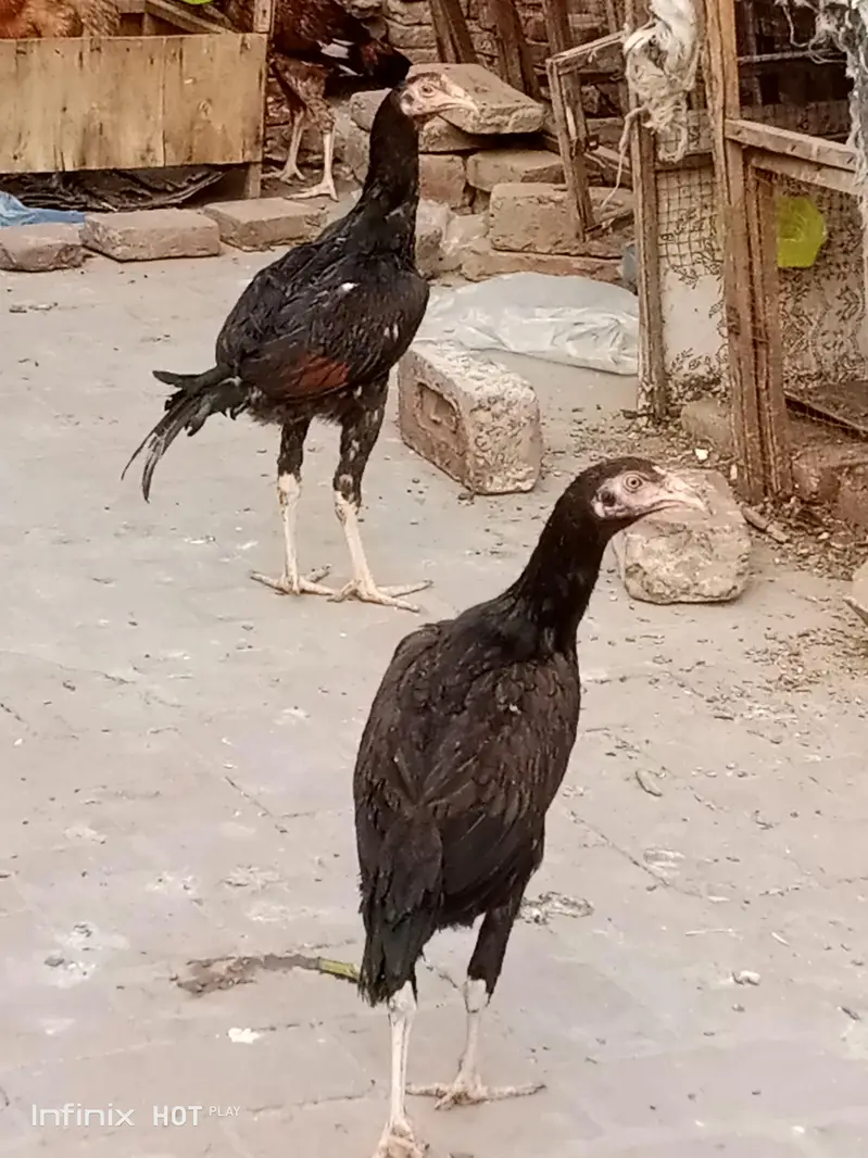 thai and Pakistan cross pair — photo 3