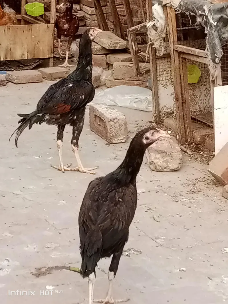 thai and Pakistan cross pair — photo 4