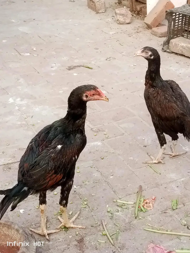 thai and Pakistan cross pair — photo 6