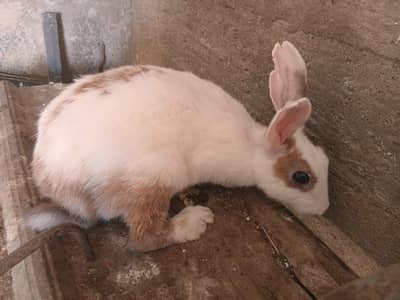 Female Rabbits / Rabbits