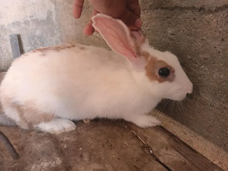 Female Rabbits / Rabbits — photo 2