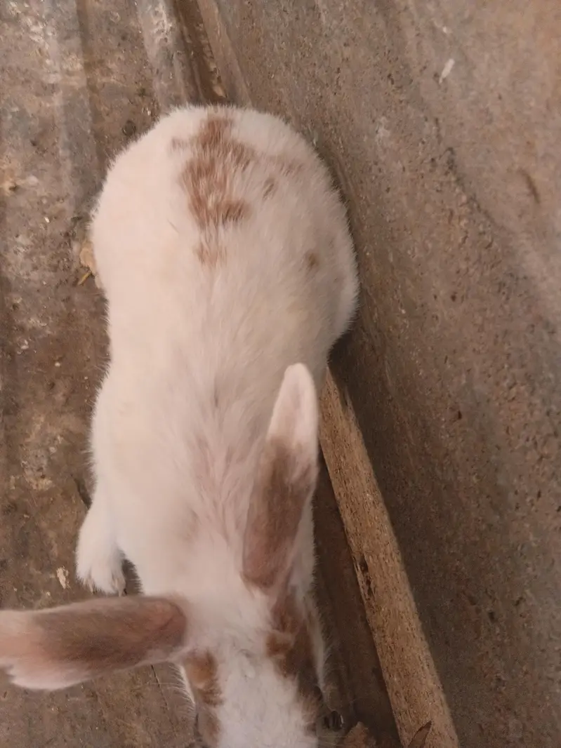 Female Rabbits / Rabbits — photo 3