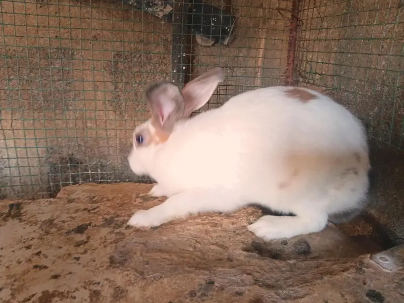 Female Rabbits / Rabbits — photo 4