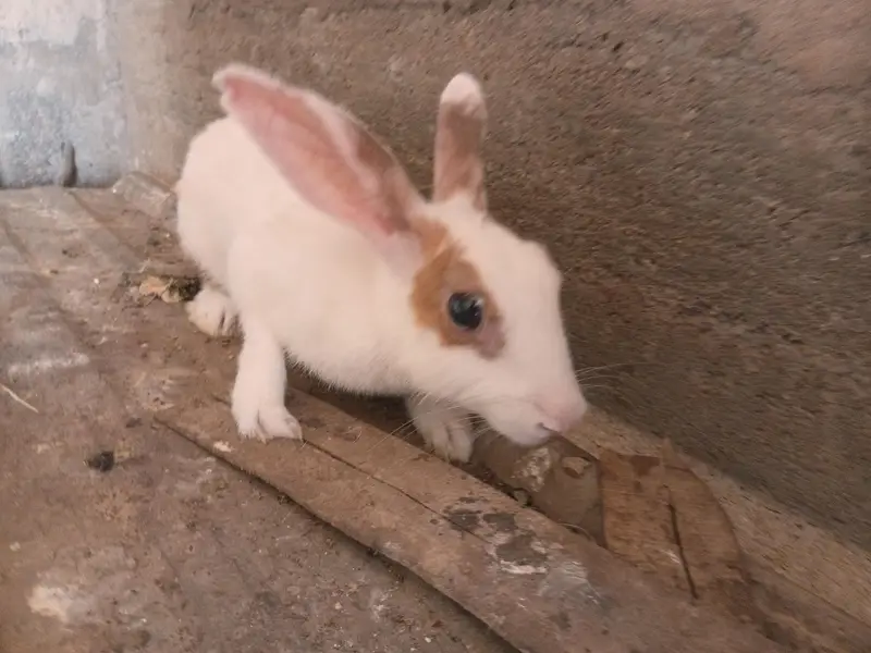 Female Rabbits / Rabbits — photo 5
