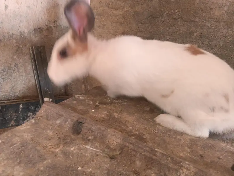 Female Rabbits / Rabbits — photo 6